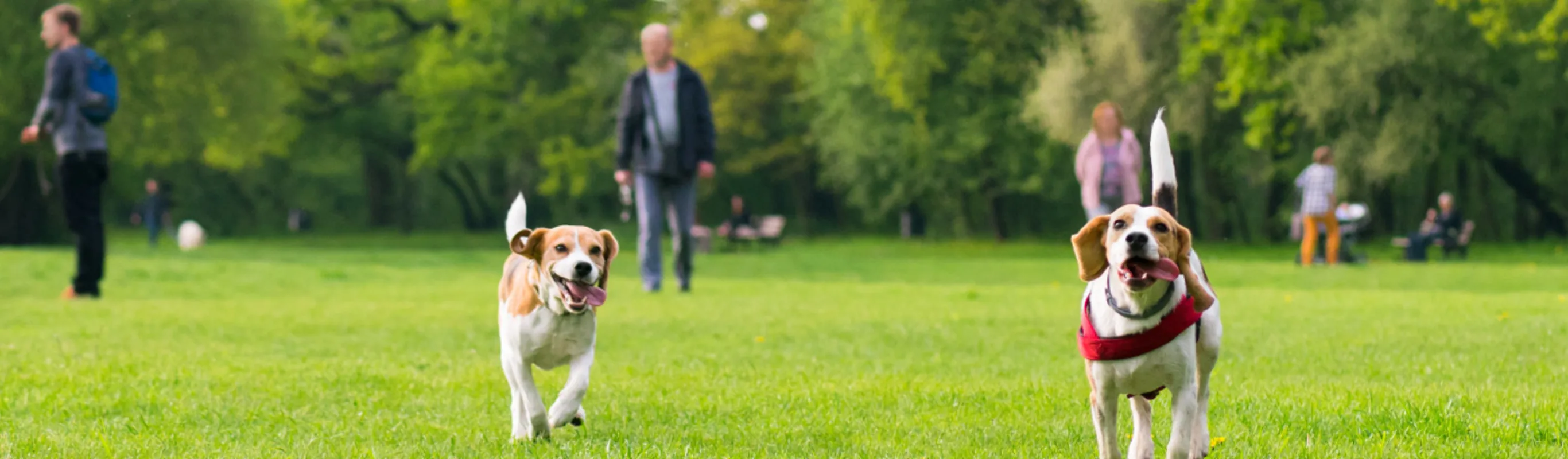 2 beagles playing in the grass at a dog park